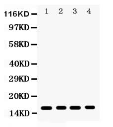Anti-CENPA Antibody Picoband® Boster Bio