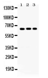 Anti-Cryptochrome I/CRY1 Antibody Picoband® Boster Bio