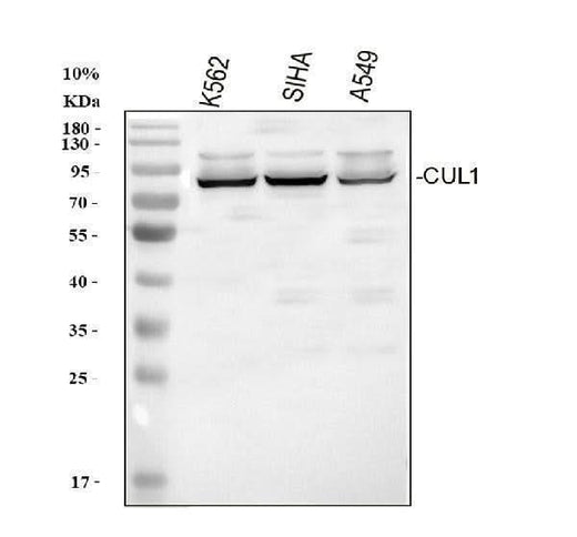 Anti-Cullin 1/CUL1 Antibody Picoband® Boster Bio