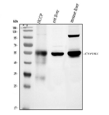 Anti-Cytochrome P450 1A2/CYP1A2 Antibody Picoband® Boster Bio