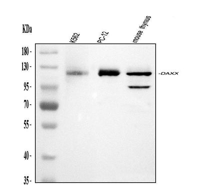 Anti-Daxx Antibody Picoband® Boster Bio