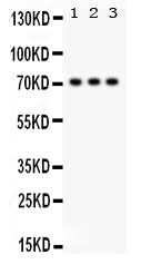 Anti-SP2 transcription factor Antibody Picoband® Boster Bio