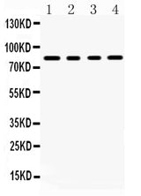 Anti-Transcription factor Sp4 Antibody Picoband® Boster Bio