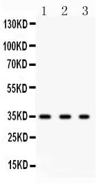 Anti-SPARC Antibody Picoband® Boster Bio