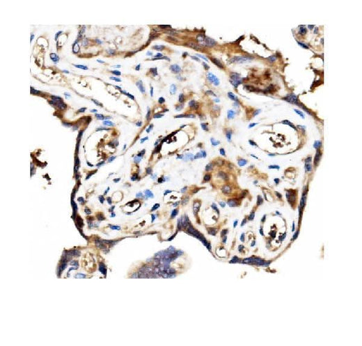 Anti-Stathmin 1/STMN1 Antibody Picoband® Boster Bio