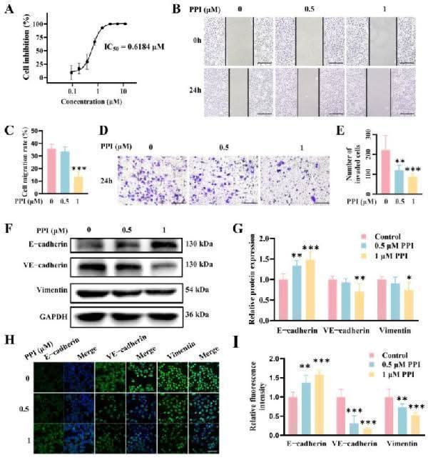 Anti-E Cadherin 1/CDH1 Antibody Picoband® Boster Bio
