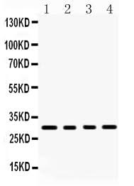 Anti-BAFF/TNFSF13B Antibody Picoband® Boster Bio