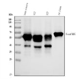 Anti-AHSG Antibody Picoband® Boster Bio