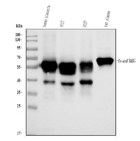 Anti-AHSG Antibody Picoband® Boster Bio