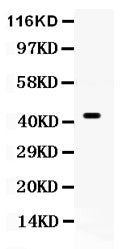Anti-Cdc37 Antibody Picoband® Boster Bio