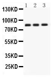 Anti-Apolipoprotein J/CLU Antibody Picoband® Boster Bio