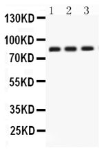 Anti-Apolipoprotein J/CLU Antibody Picoband® Boster Bio