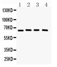Anti-CRY2 Antibody Picoband® Boster Bio