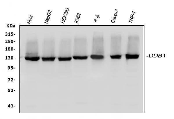 Anti-DDB1 Antibody Picoband® Boster Bio