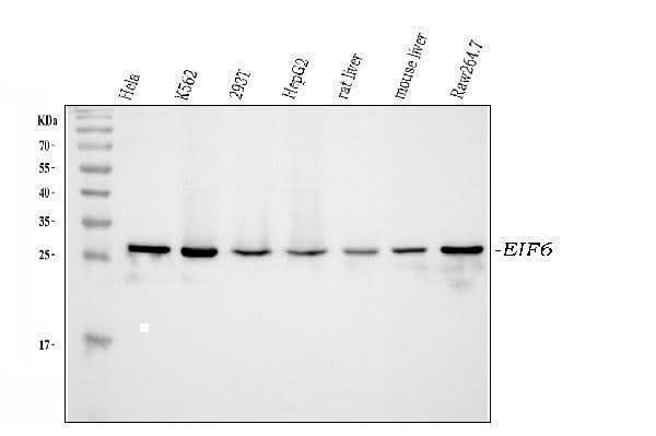 Anti-integrin beta 4 binding protein/EIF6 Antibody Picoband® Boster Bio