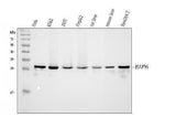 Anti-integrin beta 4 binding protein/EIF6 Antibody Picoband® Boster Bio