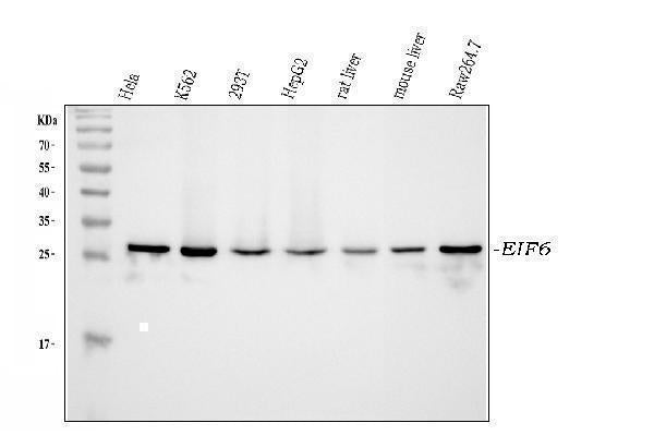 Anti-integrin beta 4 binding protein/EIF6 Antibody Picoband® Boster Bio