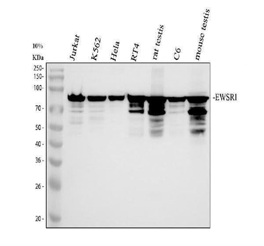 Anti-EWSR1 Antibody Picoband® Boster Bio
