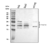 Anti-FGF2 Antibody Picoband® Boster Bio