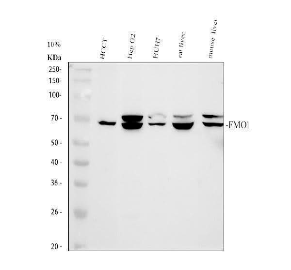 Anti-FMO1 Antibody Picoband® Boster Bio