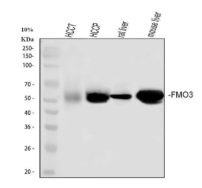 Anti-FMO3 Antibody Picoband® Boster Bio