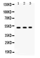 Anti-Galactoside 2-alpha-L-fucosyltransferase 1/FUT1 Antibody Picoband® Boster Bio