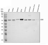 Anti-Frizzled homolog 1/FZD1 Antibody Picoband® Boster Bio