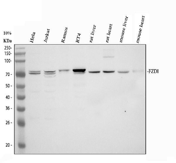 Anti-Frizzled homolog 1/FZD1 Antibody Picoband® Boster Bio
