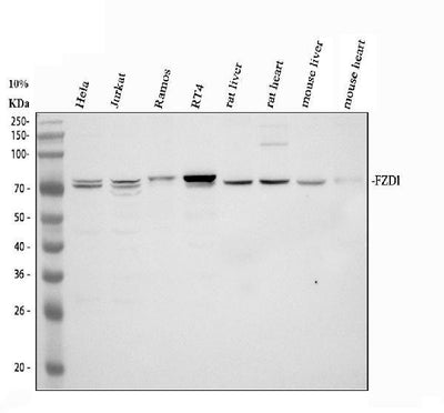 Anti-Frizzled homolog 1/FZD1 Antibody Picoband® Boster Bio
