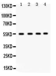 Anti-GJA3 Antibody Picoband® Boster Bio