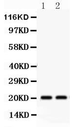 Anti-HSPB2 Antibody Picoband® Boster Bio