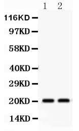 Anti-HSPB2 Antibody Picoband® Boster Bio