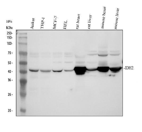 Anti-IDH2 Antibody Picoband® Boster Bio