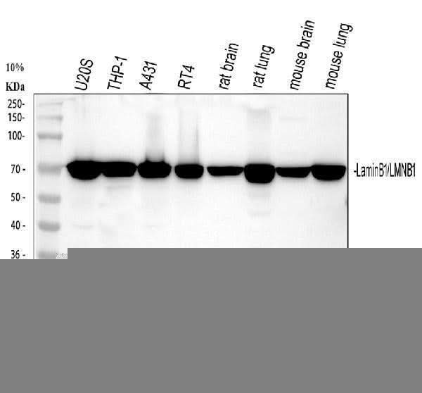 Anti-Lamin B1/LMNB1 Antibody Picoband® Boster Bio