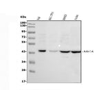 Anti-MICA Antibody Picoband® Boster Bio
