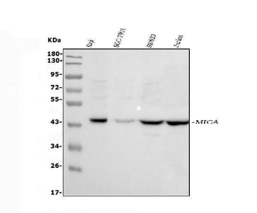 Anti-MICA Antibody Picoband® Boster Bio