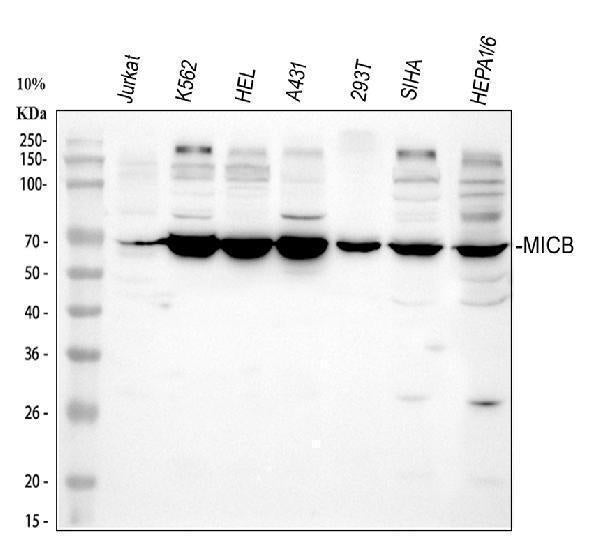 Anti-MICB Antibody Picoband® Boster Bio
