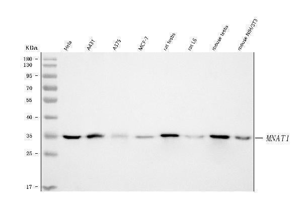 Anti-MNAT1 Antibody Picoband® Boster Bio