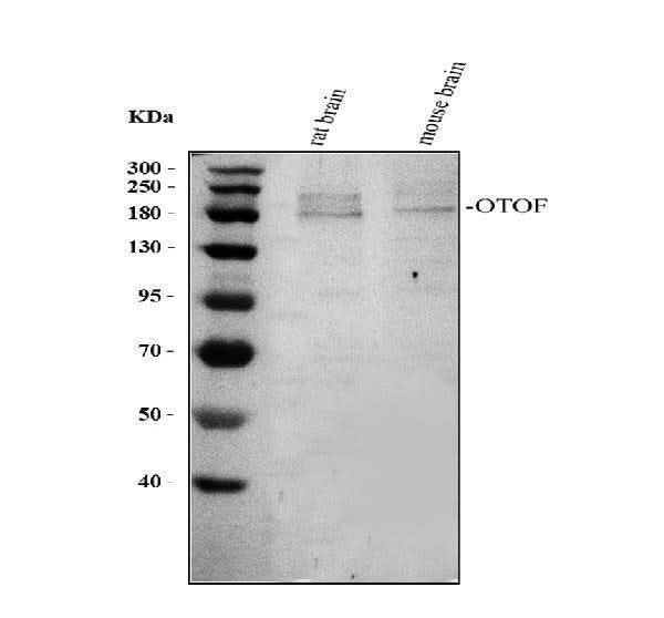Anti-Otoferlin Antibody Picoband® Boster Bio