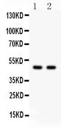 Anti-SOX4 Antibody Picoband® Boster Bio