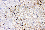 Anti-IL8/CXCL8 Antibody Picoband® Boster Bio