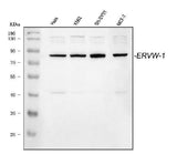 Anti-ERVW-1 Antibody Picoband® Boster Bio