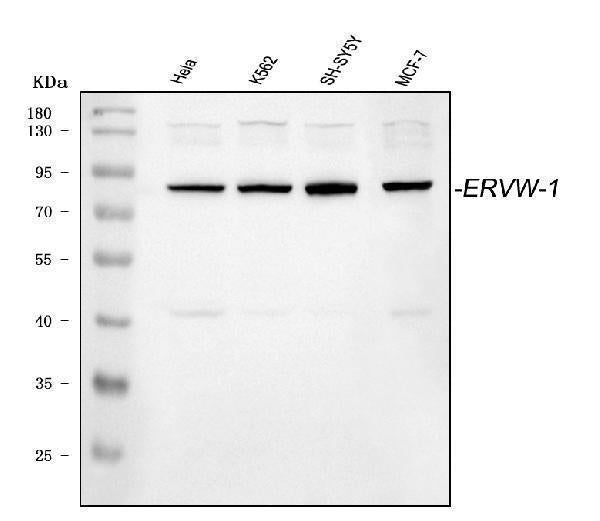 Anti-ERVW-1 Antibody Picoband® Boster Bio