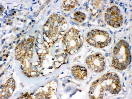 Anti-Flotillin 2/FLOT2 Antibody Picoband® Boster Bio