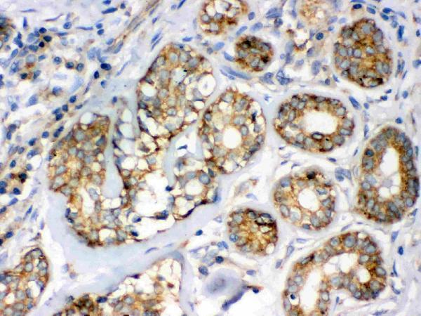 Anti-Flotillin 2/FLOT2 Antibody Picoband® Boster Bio