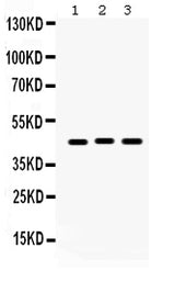 Anti-Connexin 45/GJA7/GJC1 Antibody Picoband® Boster Bio