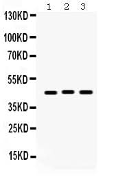 Anti-Connexin 45/GJA7/GJC1 Antibody Picoband® Boster Bio