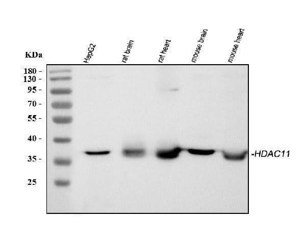 Anti-HDAC11 Antibody Picoband® Boster Bio