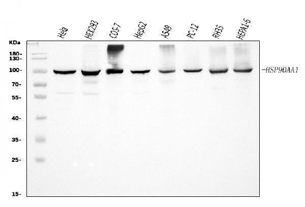 Anti-Hsp90 alpha/HSP90AA1 Antibody Picoband® Boster Bio
