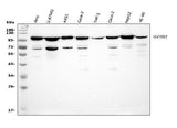 Anti-GRP94/HSP90B1 Antibody Picoband® Boster Bio